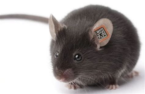 rfid tags mice|rfid ear tags.